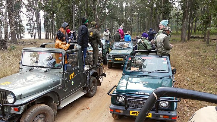 Safari-Jeeps im Bandhabgarh Nationalpark  - Madhya-Pradesh: Land und Leute