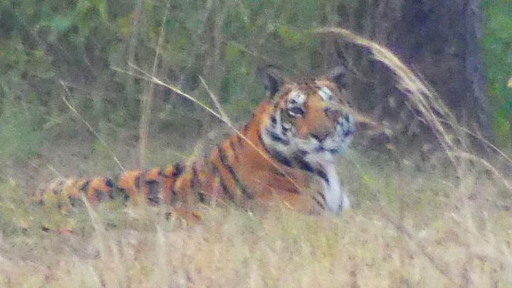 Tigerin im Kanha Natinoalpark - Fauna in Indien