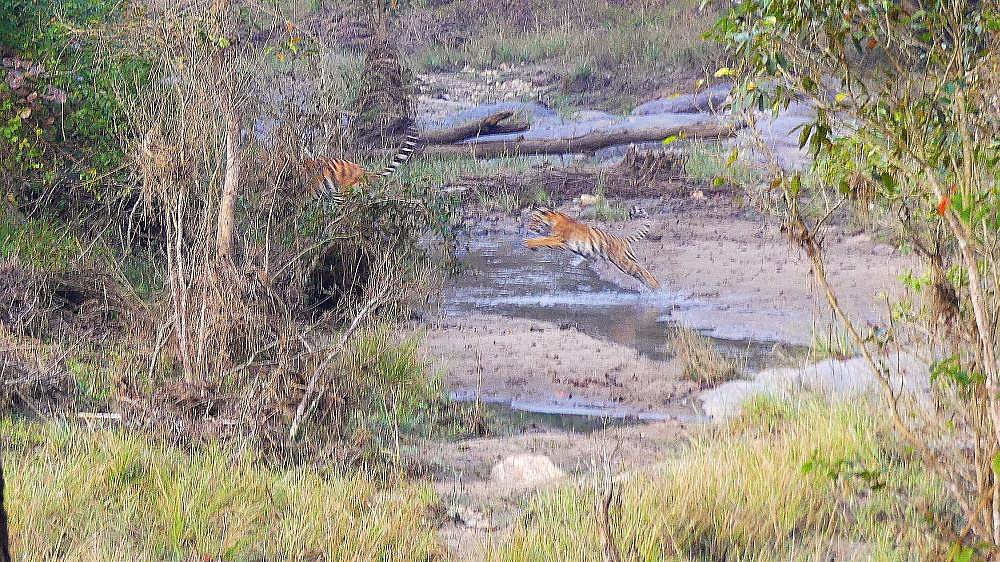 Tiger im Kanha Nationalpark im Sprung - Fauna in Indien