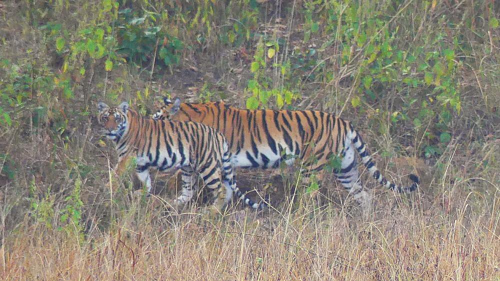 Zwei Tiger streunen herum in Kanha Nationalpark - Fauna in Indien