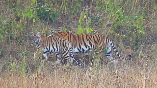 Zwei Tiger streunen herum in Kanha Nationalpark - Fauna in Indien