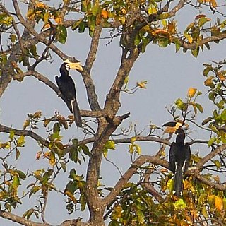 Zwei Hornbills im Kanha Nationalpark - Fauna in Indien