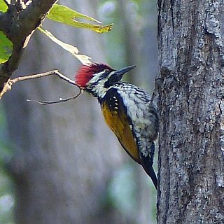 Woodpicker im Kanha Natiionalpark - Fauna in Indien