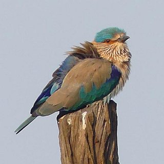 Indian Roller im Kanha Nationalpark - Fauna in Indien