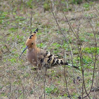"Common Hoopoe" im Kanha Nationalpark - Fauna in Indien