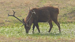 Barasinga Hirsch im Kanha Nationalpark - Fauna in Indien
