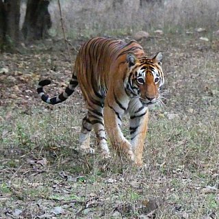 Tigerin Jyoti im Kanha Nationalpark - Fauna in Indien