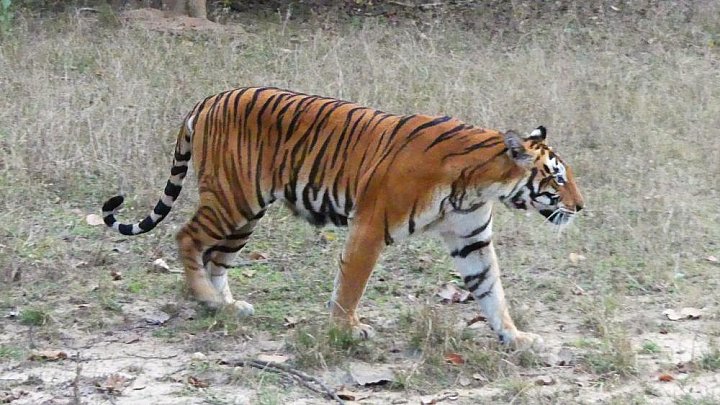 Tigerin Jyoti im Kanha Nationalpark - Fauna in Indien