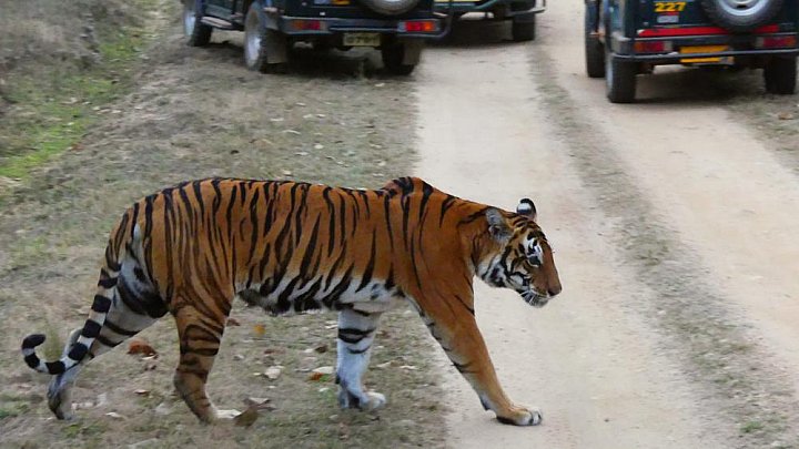 Tigerin Jyoti im Kanha Nationalpark - Fauna in Indien