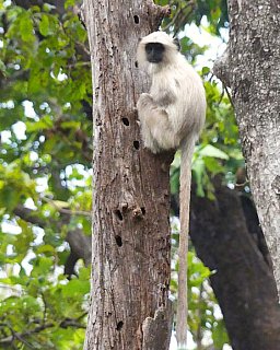 Affe am Baum im Kanha Nationalpark - Fauna in Indien
