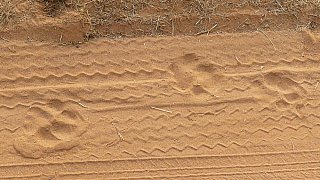 Tigerspuren im Sand - Fauna in Indien