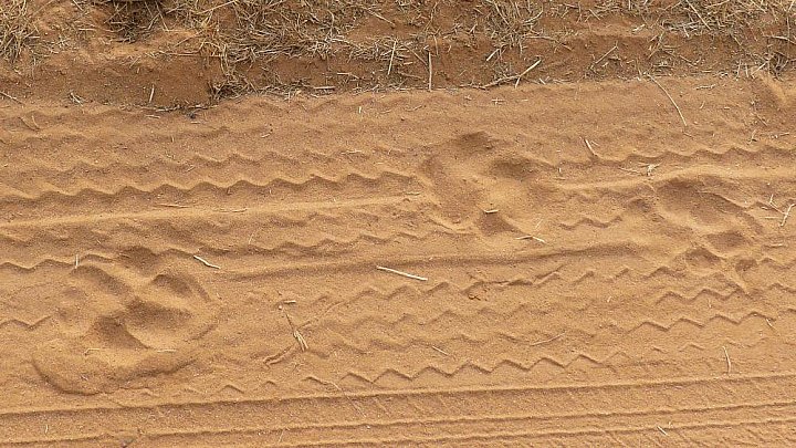 Tigerspuren im Sand - Fauna in Indien