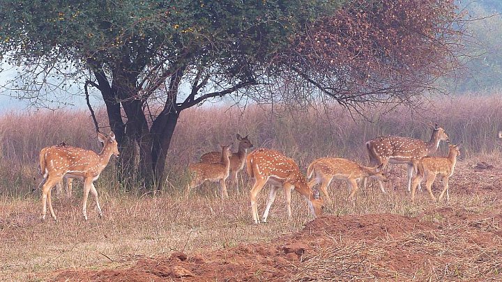 Gefleckte Rehe am fr&uuml;hen Morgen - Fauna in Indien