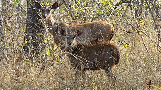 Zwei Antilopen im Gras - Fauna in Indien