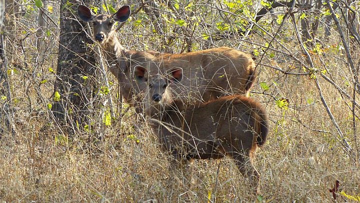 Zwei Antilopen im Gras - Fauna in Indien