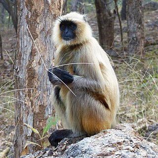 Affe in der Morgensonne - Fauna in Indien