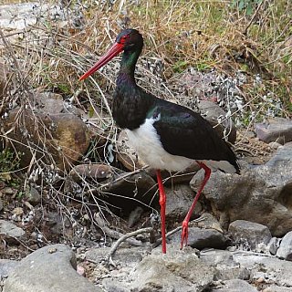 Stolzierender Storch - Fauna in Indien