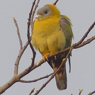 Papagei im Baumwipfel - Fauna in Indien