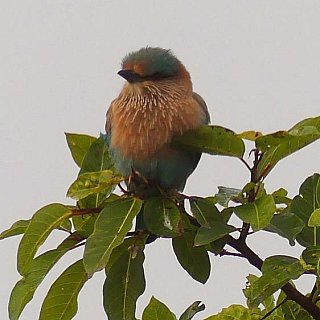 Vogel im Baumwipfel - Fauna in Indien