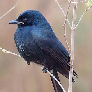 Kleiner schwarzer Vogel - Fauna in Indien