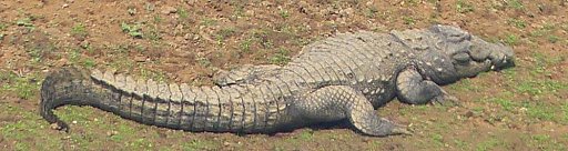 Krokodil im Panna Nationalpark - Fauna in Indien