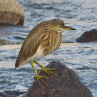 Fauna in Indien