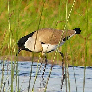 Vogel am Ken-Fluss - Fauna in Indien