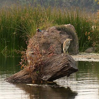 Vogelreigen auf einem Felsen im Fluss - Fauna in Indien