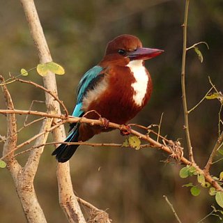 Eisvogel - Kngfisher  - Fauna in Indien