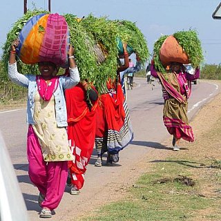 Inderinnen mit Gras auf dem Kopf - Streetlife in Indien