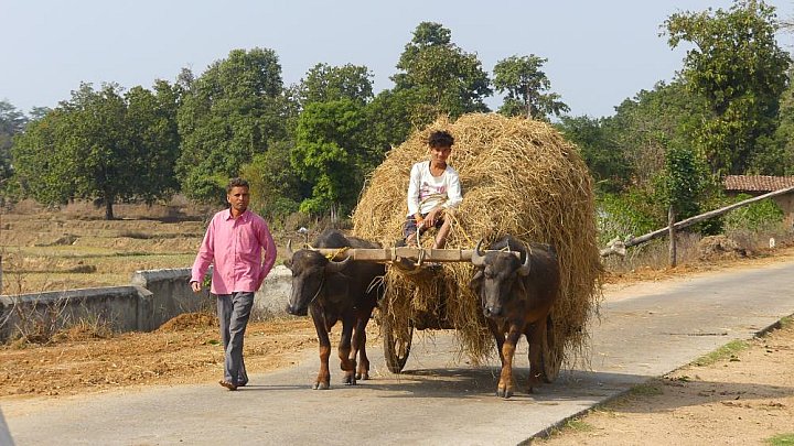 Wasserb&uuml;ffel ziehen Lastenkarren - Streetlife in Indien