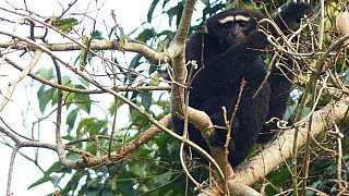 Gibbon in Nordostindien - Fauna in Indien