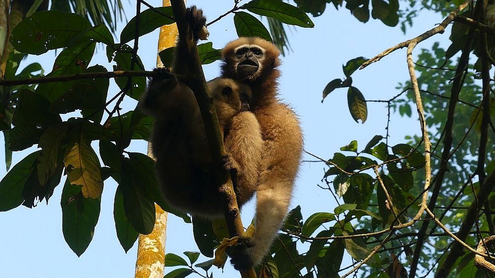 Hoolock-Gibbons im Dibru Saikhowa Nationalpark - Fauna in Indien