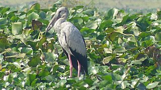 Storch in Maguri Beel - Fauna in Indien