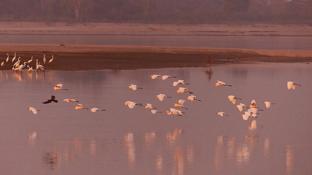 Vogelschwarm &uuml;ber dem Brahmaputra - Fauna in Indien