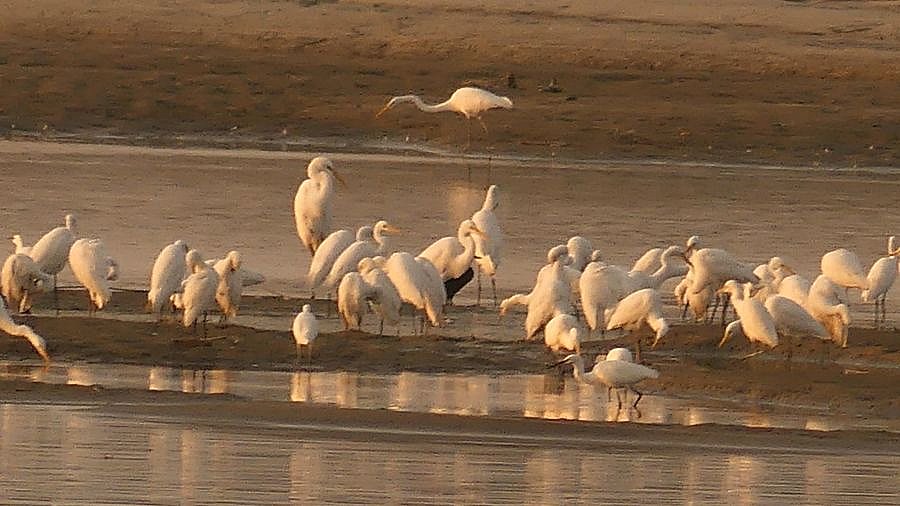 Reiher am Bramaputra im Assam - Fauna in Indien