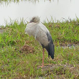 Storch auf Majuli Island in Assam - Fauna in Indien