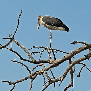 Argala-Marabu in Assam auf Majuli Island - Fauna in Indien