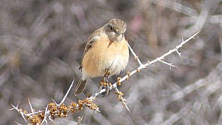 Vogel im Markha Valley - Fauna in Indien