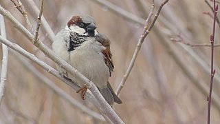 Vogel im Markha Valley - Fauna in Indien