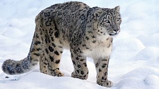 Schneeleopard in Ladakh - Fauna in Indien