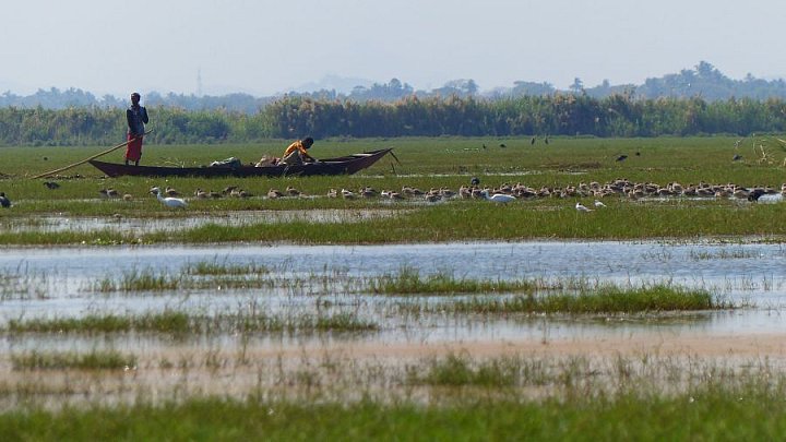 Winterquartier f&uuml;r Zugv&ouml;gel am Chilika See - Chhattisgarh: Landschaft