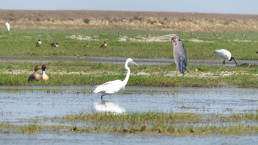 Vogelflug am Chilika See in Odisha - Chhattisgarh: Landschaft
