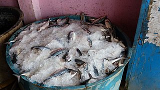 Fangfrischeer Fisch im Eis - Chhattisgarh: Land-und-Leute