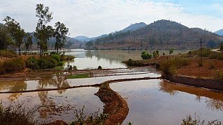 Reisfelder in Odisha bei Onukudelli - Chhattisgarh: Landschaft