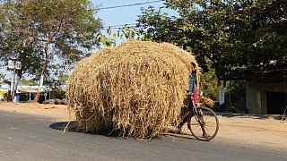 Strohtransport auf indisch - Streetlife in Indien