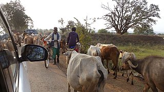 Heilige K&uuml;he auf Indiens Stra&szlig;en - Streetlife in Indien