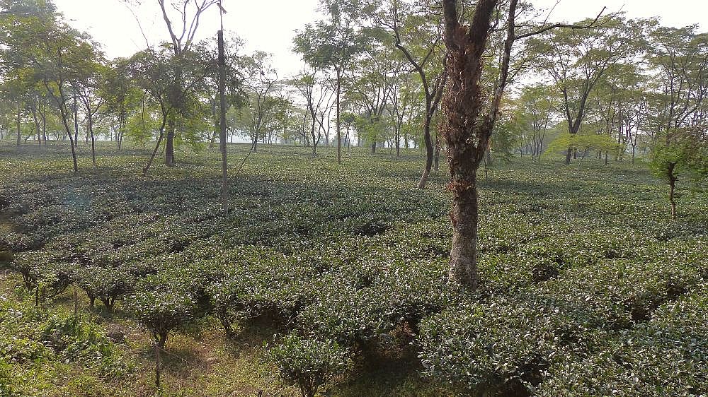 Endlose Teefelder rund um Darjeeling - West-Bengalen: Landschaft