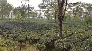Endlose Teefelder rund um Darjeeling - West-Bengalen: Landschaft
