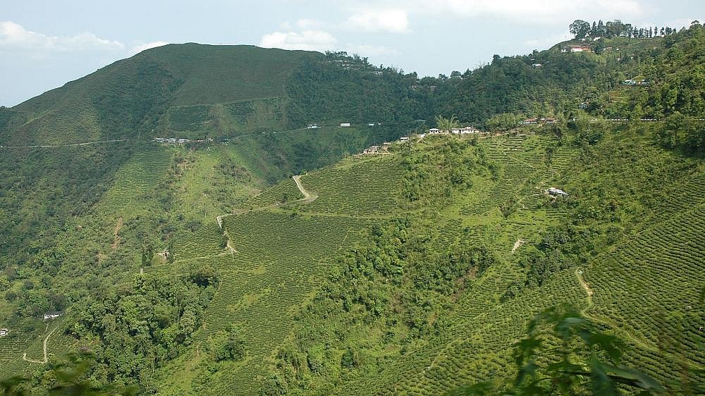 Teefelder auf der Fahrt von Siliguri nach Darjeeling - West-Bengalen: Landschaft